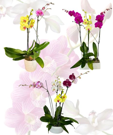 Orchid Explosion