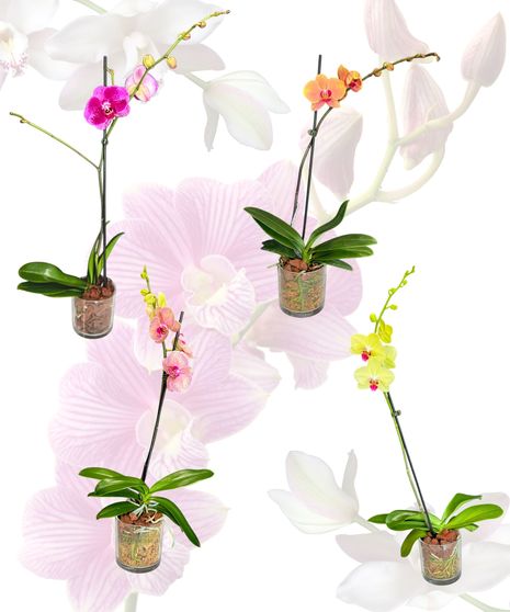 Phalaenopsis Orchid