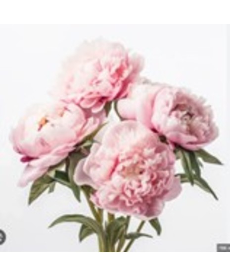 Peony