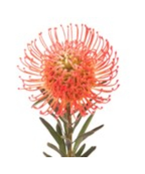 Protea