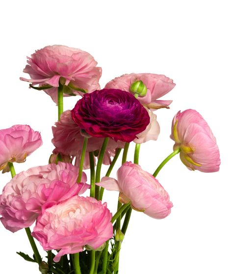 Ranunculus Bunch