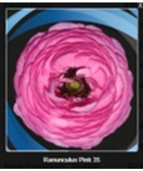 Ranunculus