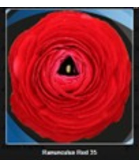 Ranunculus