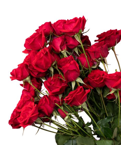 Rose Bulk