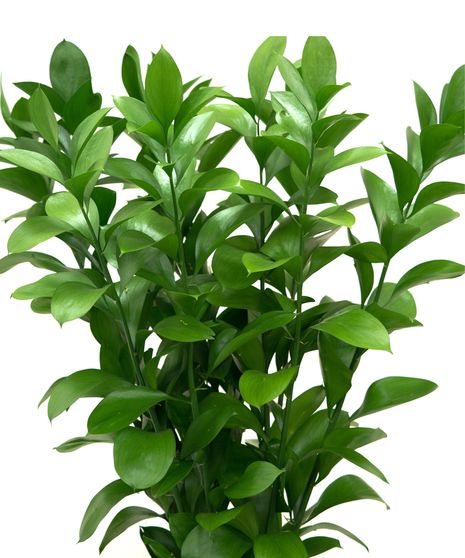 Ruscus Israeli Bunch