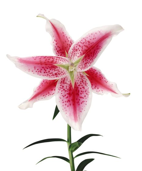 Lily Starfighter Stem