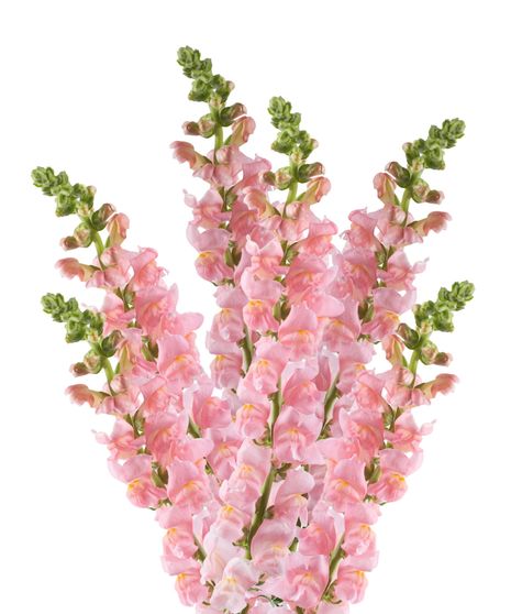 Snapdragon Bulk