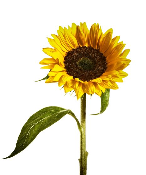 Sunflower Stem
