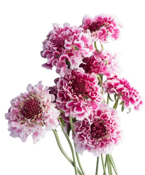 Scabiosa Bulk