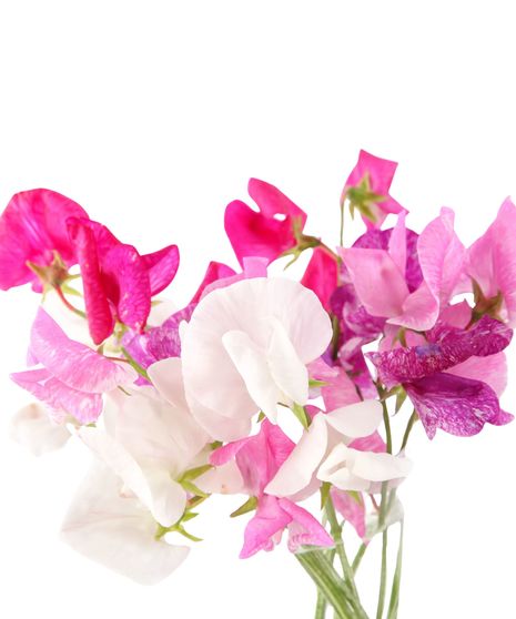 Sweat Pea Bulk