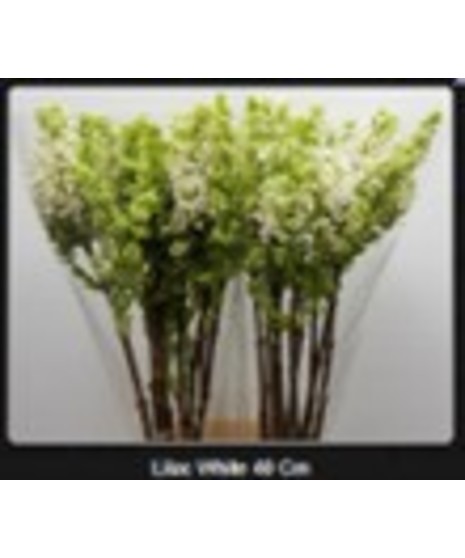 Syringa