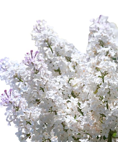 Syringa Bulk