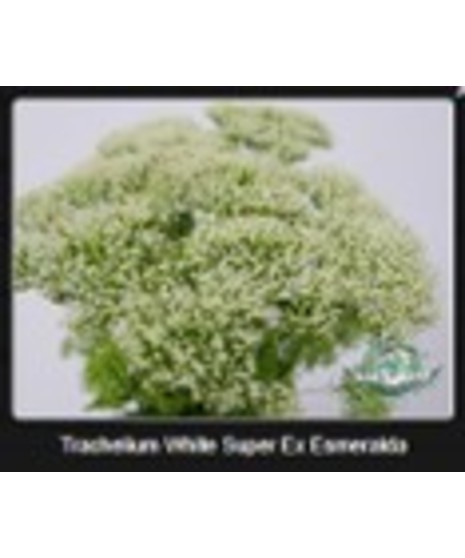 Trachelium
