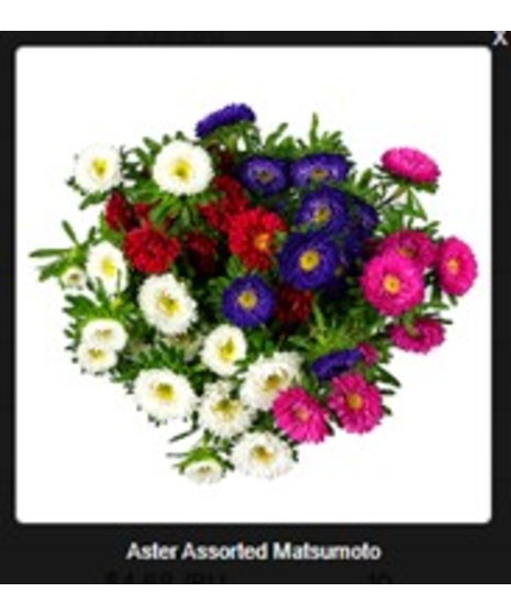 Aster