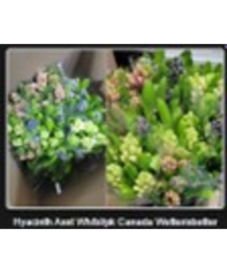 Hyacinth