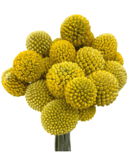 Craspedia Bulk