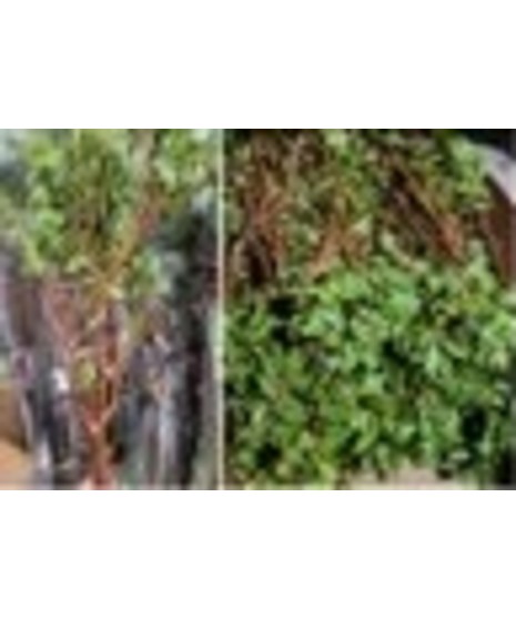 Manzanita