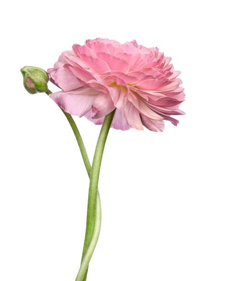 Butterfly Ranunculus Stem
