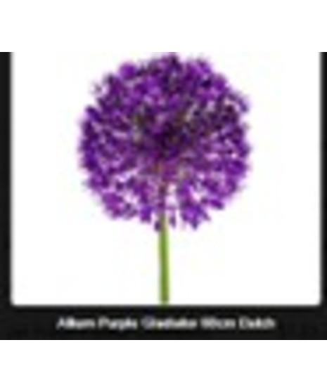 Allium