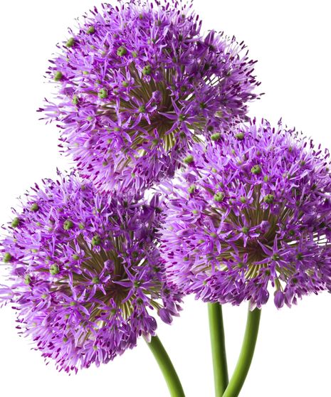 Allium Bulk