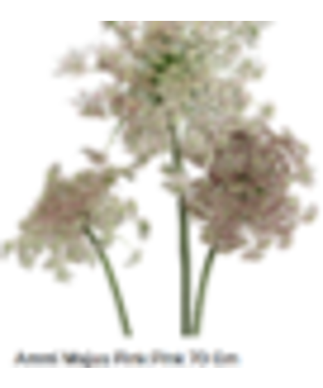 Ammi Majus