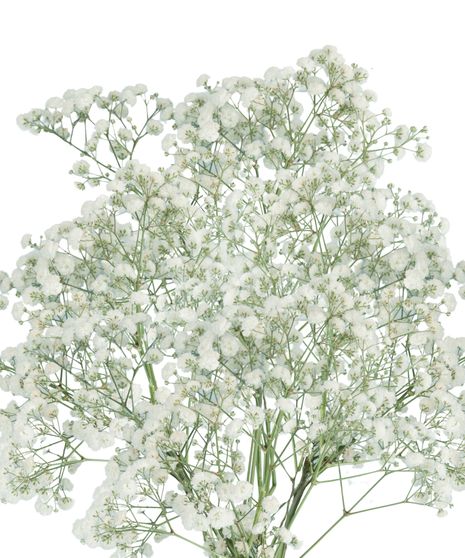 Gypsophila Bulk