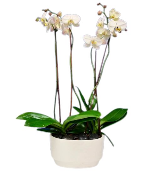 Orchid Duo