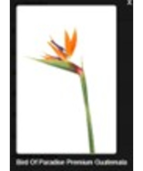 Bird of Paradise