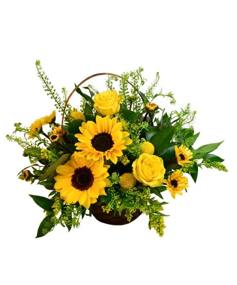 Sunflowers and viking poms nestled in a dark brown basket, accented with solidago and craspedia.