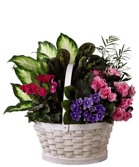 Brilliance Plant Basket