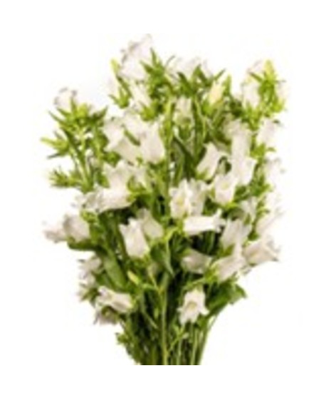 Campanula