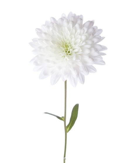 Cushion Poms Stem