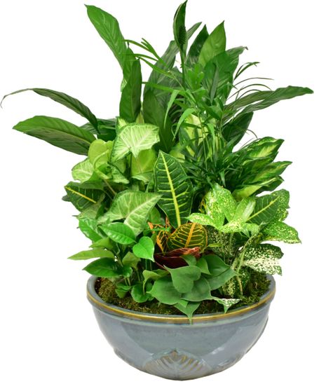 Dish Garden Ceramic