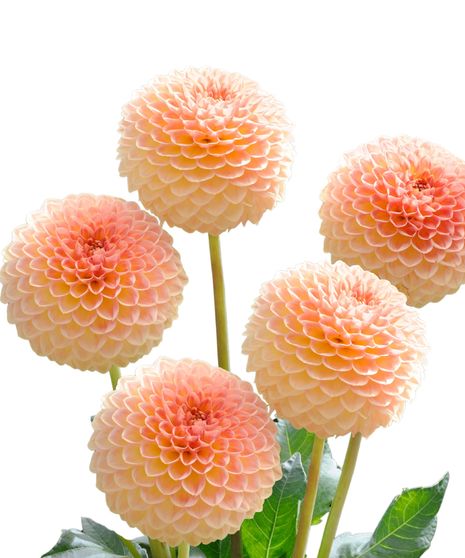 Dahlia Bulk