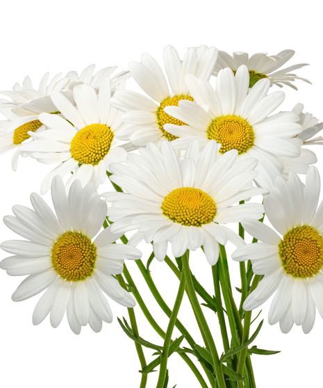 Daisy Bulk