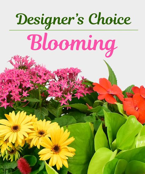 Designer's Choice Blooming