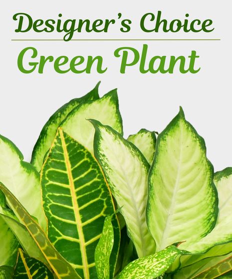 Designer's Choice Plant