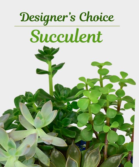 Designer's Choice Succulent