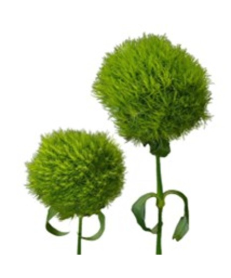 Dianthus Green Ball