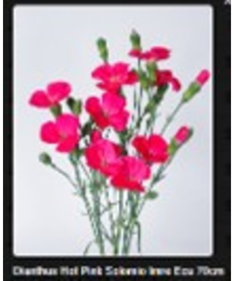 Dianthus