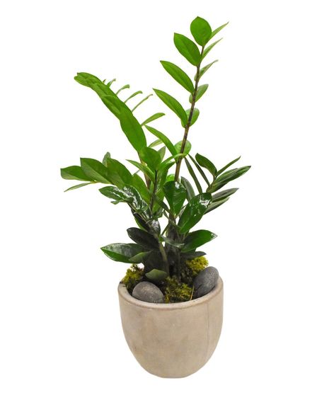 EaZZy Plant