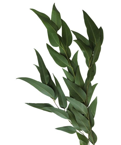 Eucalyptus Parvifolia Stem