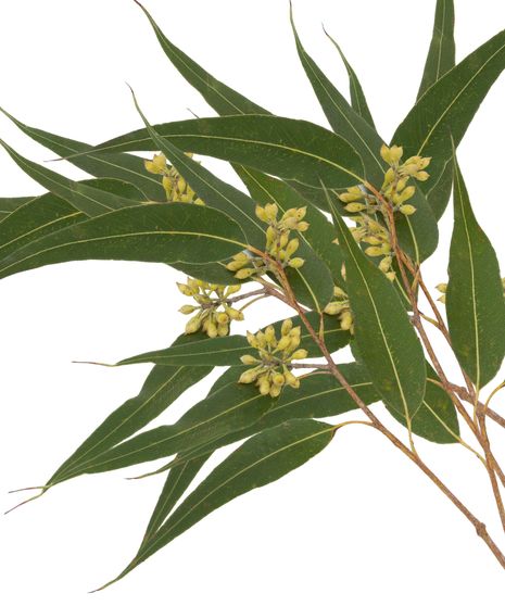 Eucalyptus Seeded Bunch