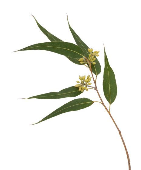 Eucalyptus Seeded Stem