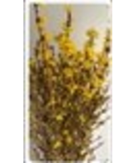 Forsythia