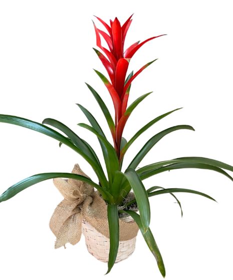 Bromeliad Basket