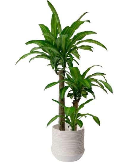 a corn plant