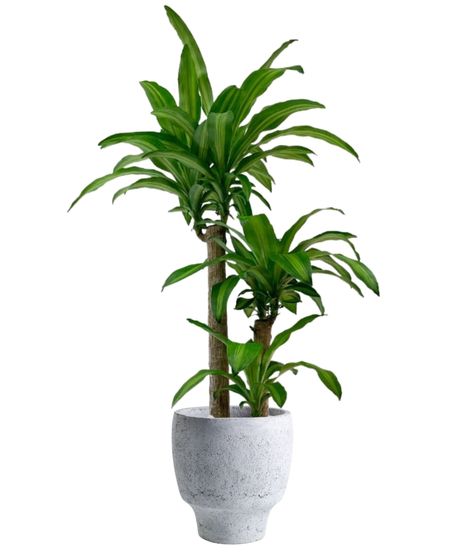 a corn plant