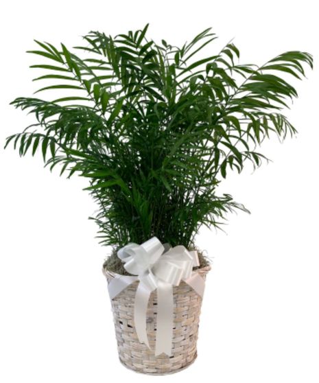 Neanthe Bella Palm