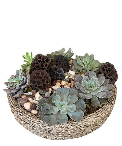 Natural Succulent Garden